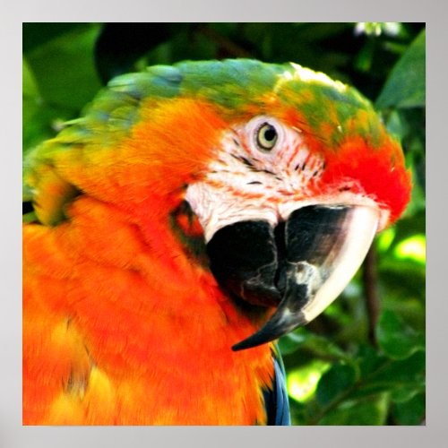 Scarlet Macaw Square Print print