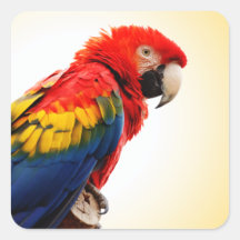 Scarlet Macaw Sticker