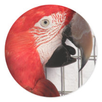 Scarlet Macaw Stickers