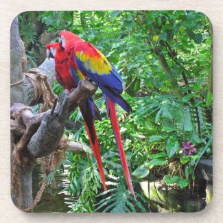 Scarlet Macaws Cork Coaster