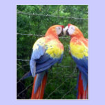 scarlet macaws postcards
