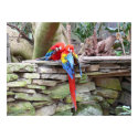 Scarlet Macaws posters by Shadowchaser Scarlet Macaws posters