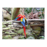 Scarlet Macaws Posters