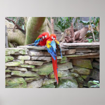 Scarlet Macaws Posters