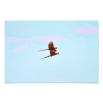 Scarlet Mackaw Couple Flying Photo