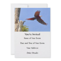 Scarlet Mackaw Flying Invitation