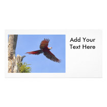 Scarlet Mackaw Flying Photo Greeting Card