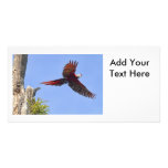 Scarlet Mackaw Flying Photo Greeting Card