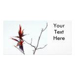 Scarlet Mackaws Photo Card Template