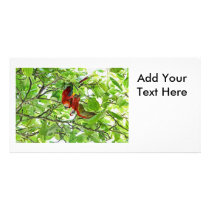 Scarlet Mackaws Picture Picture Card