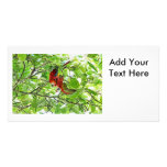 Scarlet Mackaws Picture Picture Card