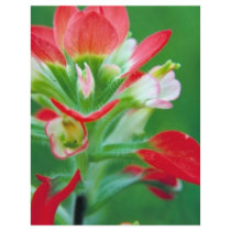 Scarlet Paintbrush Flyer Design