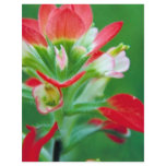 Scarlet Paintbrush Flyer Design