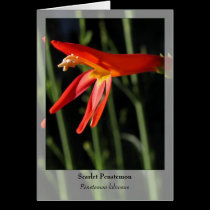 Scarlet Penstemon - Native Notecard cards
