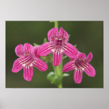 Scarlet Penstemon, Penstemon triflorus, Print