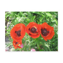 Scarlet Poppies/Postcard by Bourach Scarlet Poppies/Postcard