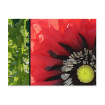 Scarlet Poppy postcards by slumbering Scarlet Poppy postcards