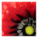 Scarlet Poppy Poster posters by slumbering Scarlet Poppy Poster posters
