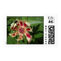 Scarlet Sun Stamp