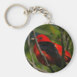 Scarlet tanager key chain