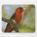 Scarlet Tangier mousepads by crooster1 Scarlet Tangier mousepads