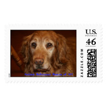 Scarlett, Golden Retriever Rescue of WI postage