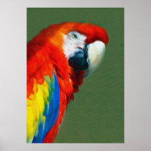 Scarlett Macaw Posters