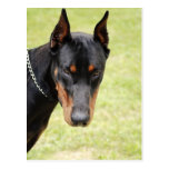 scary doberman postcard