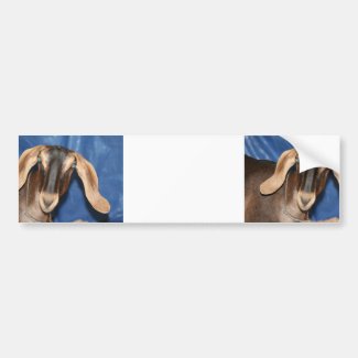 Scary eyed Nubian goat kid head picture Bumper Sticker