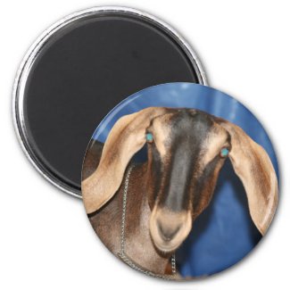 Scary eyed Nubian goat kid head picture magnet