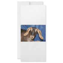Scary eyed Nubian goat kid head picture Rack Card Design