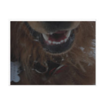 Scary Magellan Teeth Post Cards