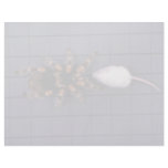 Scary Tarantula spider and white mouse Personalized Letterhead