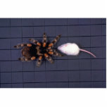 Scary Tarantula spider and white mouse Photo Sculpture