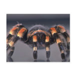 Scary Tarantula spider Post Cards
