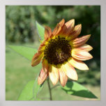 Scatter Kindness Sunflower Poster posters