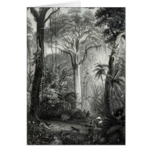 Scene in a Brazilian Forest engraved by Greeting Card
