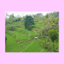 Scene of Bali postcards
