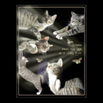 Scenes from the Life of a Happy Cat posters
