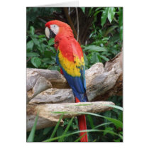 Scenic Scarlet Macaw Greeting Card