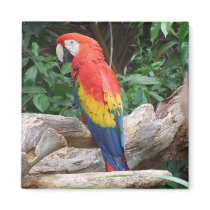 Scenic Scarlet Macaw Magnet
