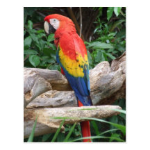 Scenic Scarlet Macaw Post Card