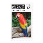 Scenic Scarlet Macaw Postage Stamps
