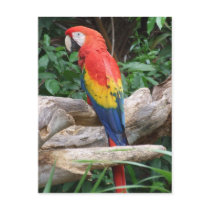 Scenic Scarlet Macaw Post Card