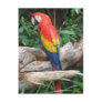 Scenic Scarlet Macaw Post Card