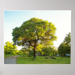 Scenic Trees 2 Posters
