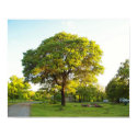 Scenic Trees 2 posters by quintank Scenic Trees 2 posters