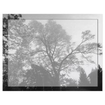 Scenic Trees Letterhead