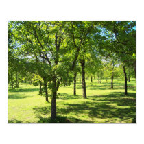 Scenic Trees posters by quintank Scenic Trees posters