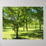 Scenic Trees Posters